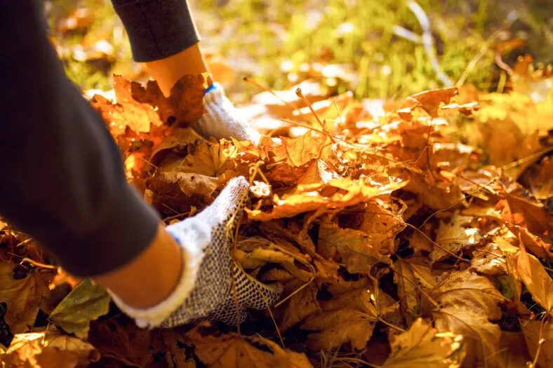 As leaves fall, Bag the Leaf program returns - Eagle Mountain City