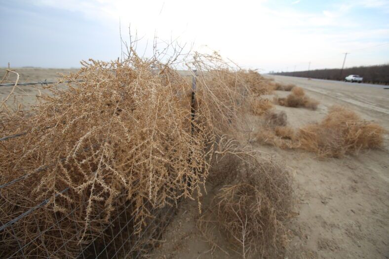 Tumbleweed Problem Cleanup underway following tumbleweed migration - Eagle Mountain City