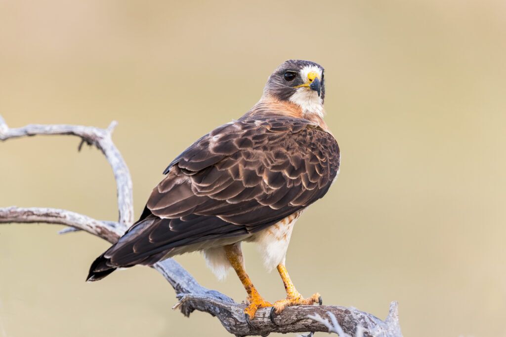 Wanamo Raptor Migratory raptors take the spotlight at upcoming WANE course - Eagle ...