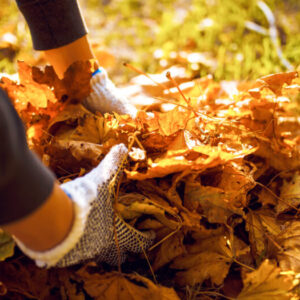 Returning-program-bag-the-leaf