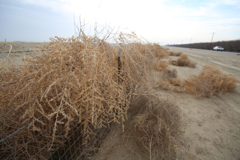 dry-tumbleweed-fence