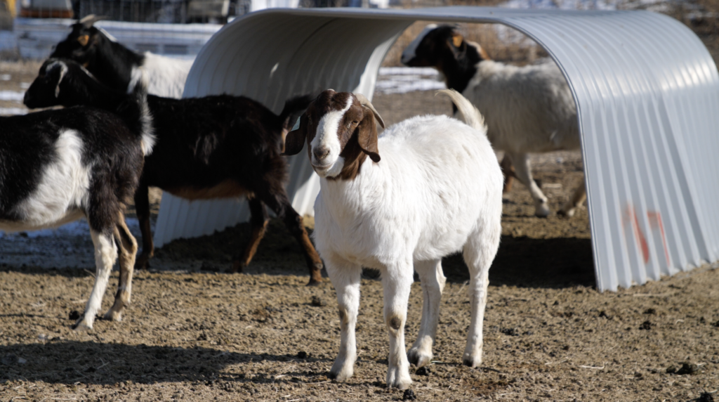 Goat-Graze