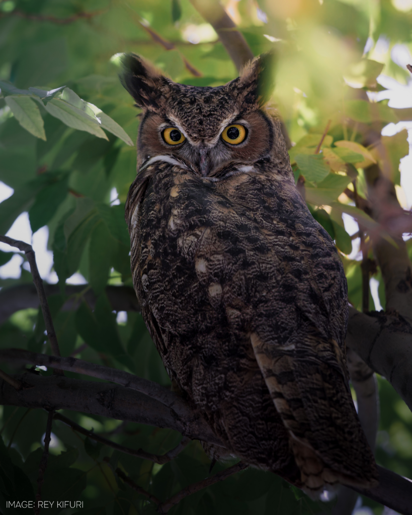 Owl-Photo-Rey-Kifuri