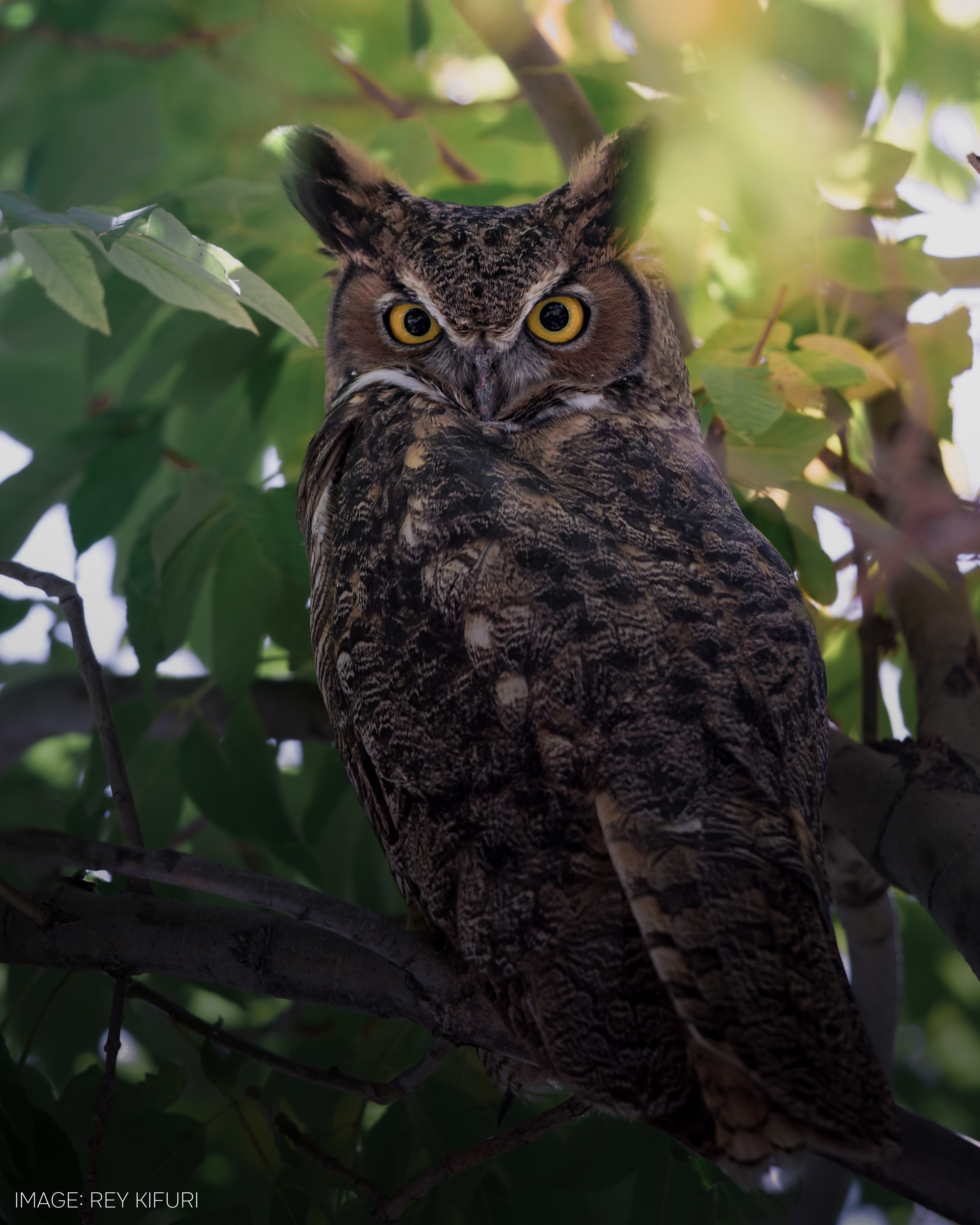 Owl-Photo-Rey-Kifuri