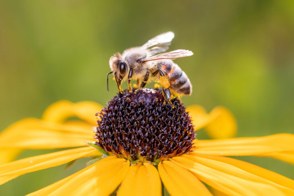 Bee-Sunflower