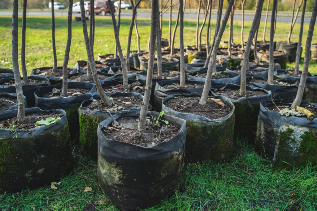 Trees-Plant-Conservation