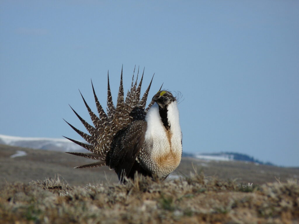 Sage-Grouse-Close