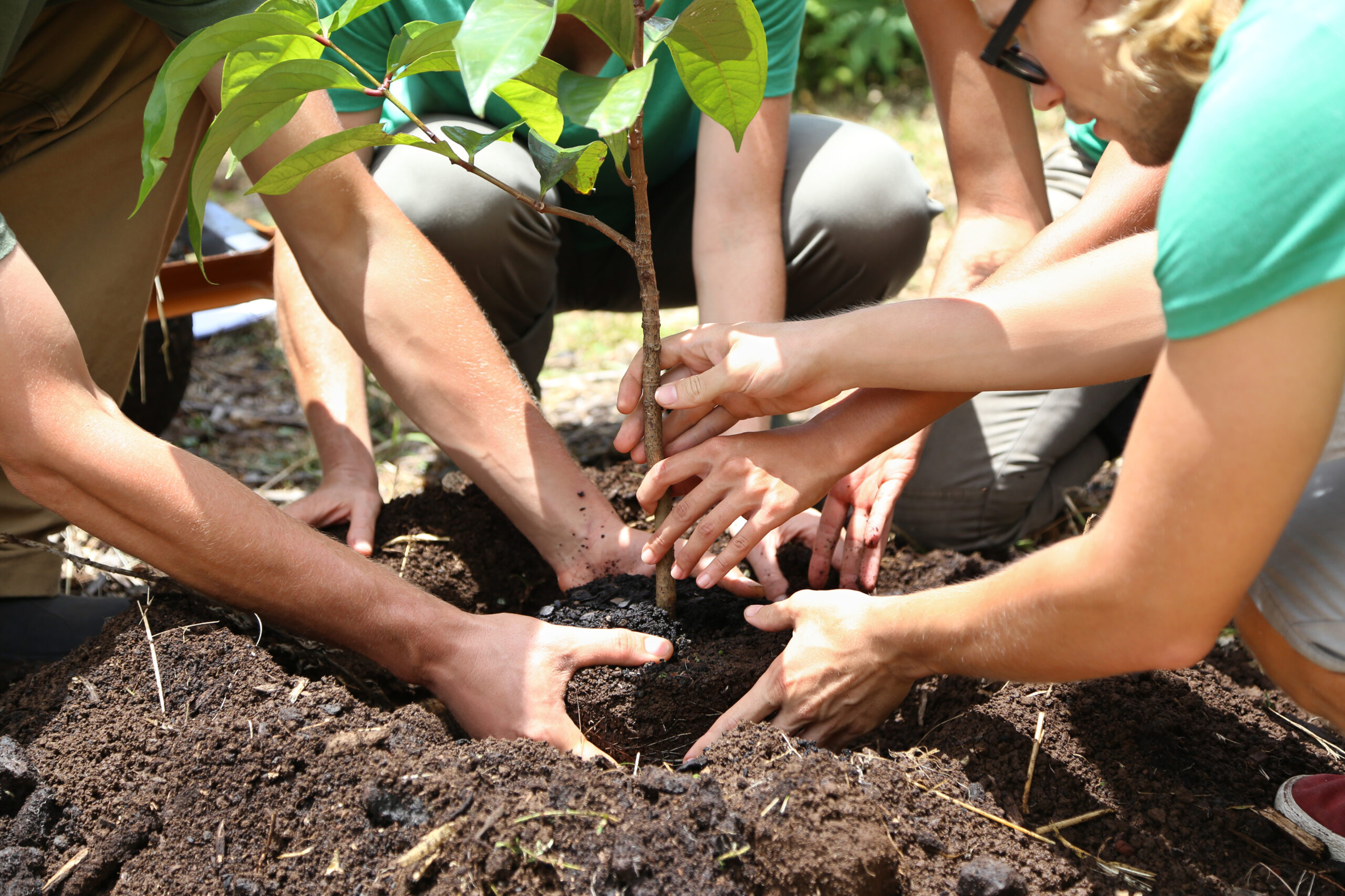 Volunteers-Plant-Tree