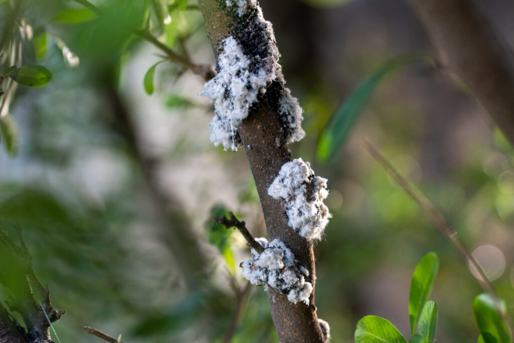 Wooly-Aphids-Eagle-Mountain