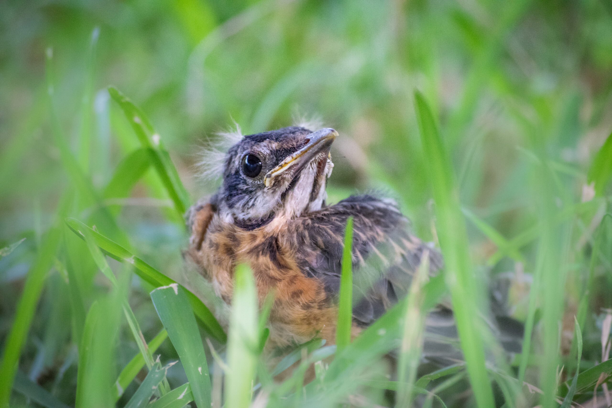 Helping baby birds means letting nature sometimes take its course