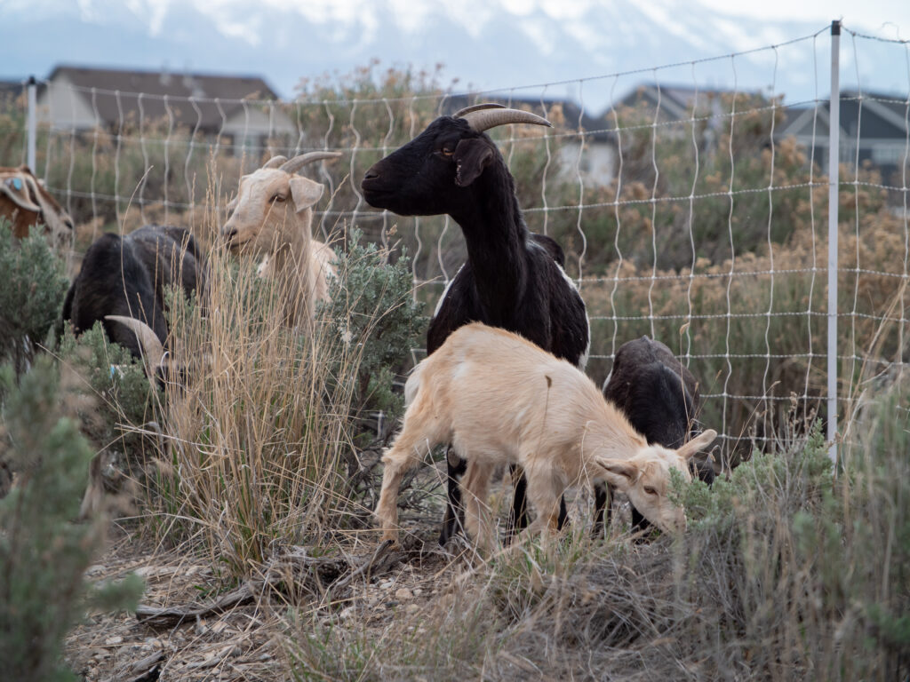 Grazing-Goats-Are-Back