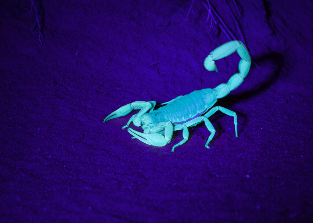 scorpion-night-hunt-Eagle-Mountain