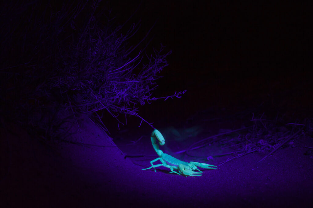 night-hunt-scorpion-Eagle-Mountain-City