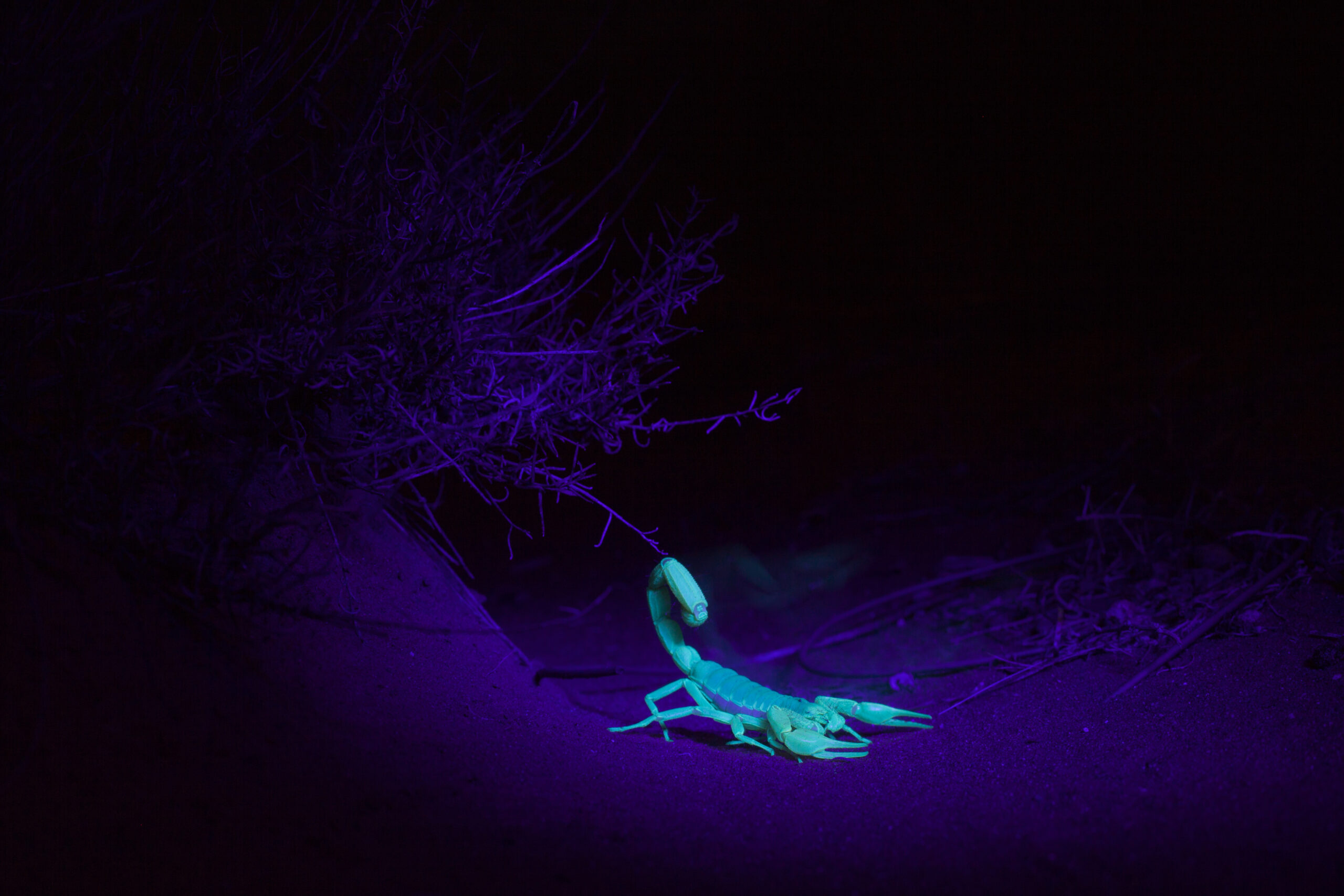night-hunt-scorpion-Eagle-Mountain-City