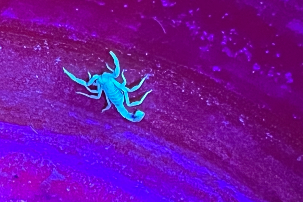Participants search for scorpions during an Eagle Mountain City scorpion hunt