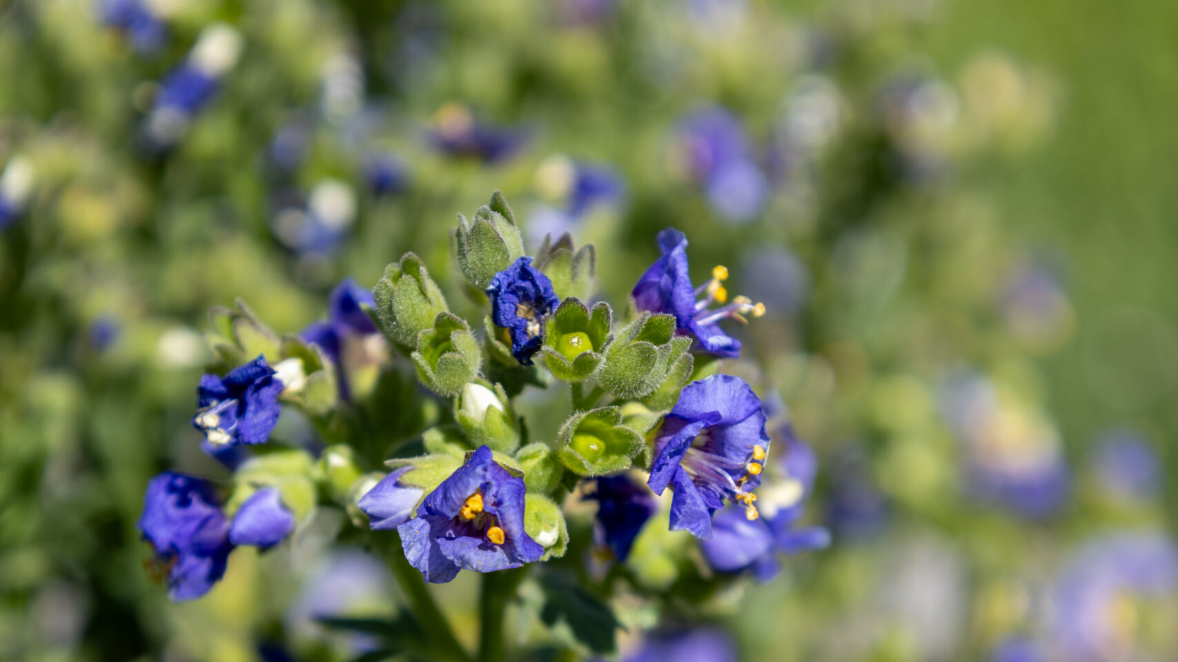 Eagle-Mountain-City-Blue-Flowers