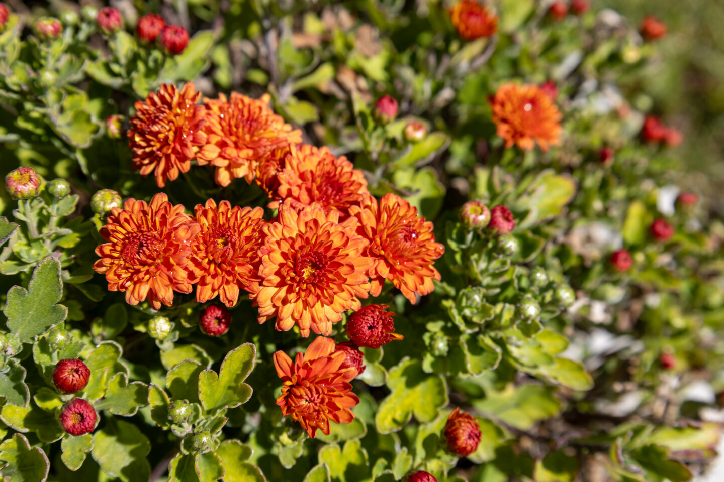 eagle-mountain-city-orange-flowers-september-2026