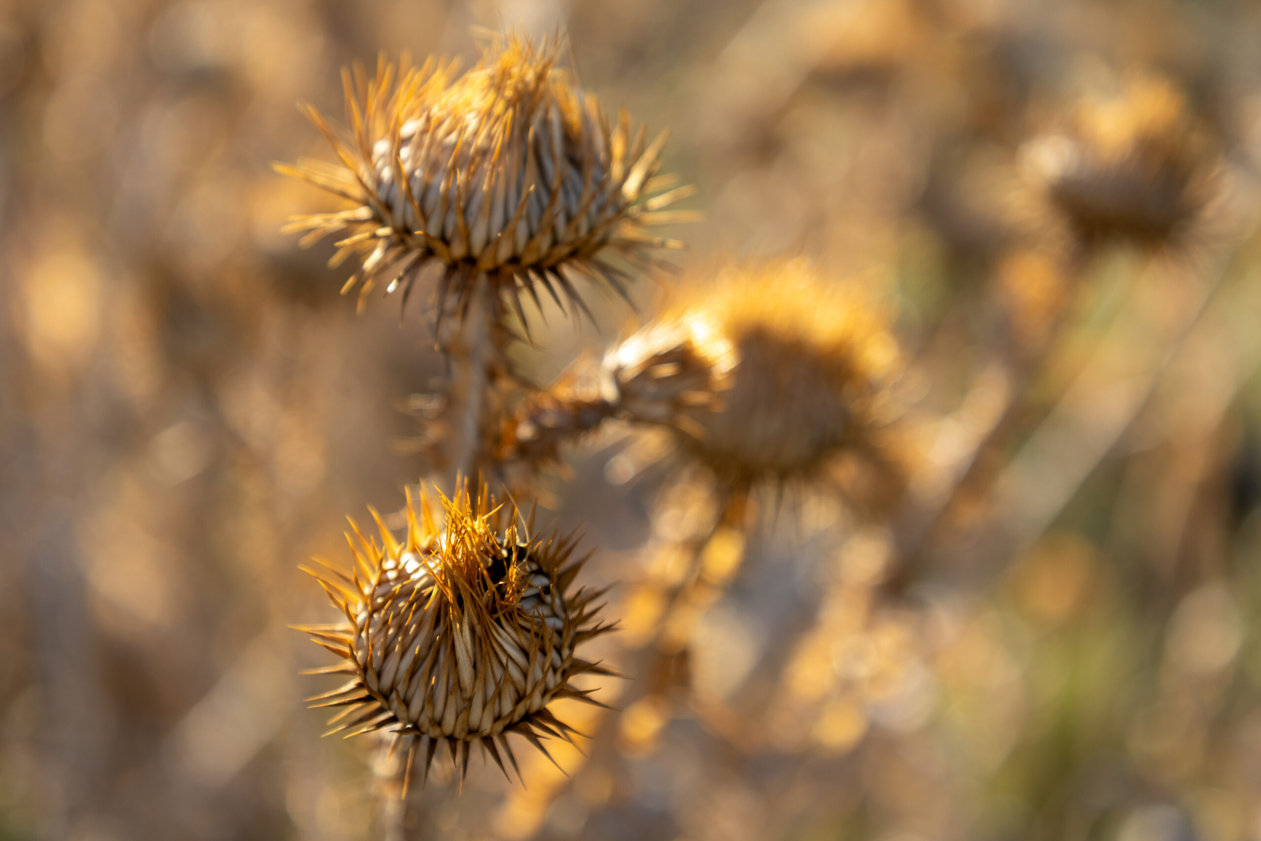 Brush Mitigation Project Planned Near Pony Express Parkway